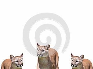 A group of young lionesses on a white background