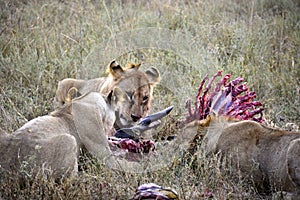 Group of young lions eating antelope in natural environment