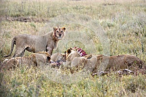 Group of young lions eating antelope in natural environment