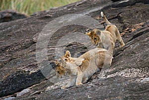 Group of young lions on the hill. National Park. Kenya. Tanzania. Masai Mara. Serengeti.