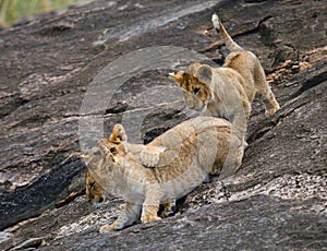 Group of young lions on the hill. National Park. Kenya. Tanzania. Masai Mara. Serengeti.