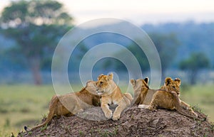 Group of young lions on the hill. National Park. Kenya. Tanzania. Masai Mara. Serengeti.