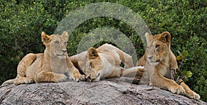 Group of young lions on the hill. National Park. Kenya. Tanzania. Masai Mara. Serengeti.