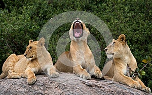 Group of young lions on the hill. National Park. Kenya. Tanzania. Masai Mara. Serengeti.