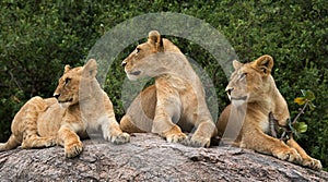 Group of young lions on the hill. National Park. Kenya. Tanzania. Masai Mara. Serengeti.