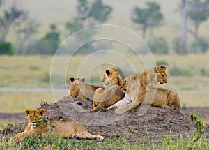 Group of young lions on the hill. National Park. Kenya. Tanzania. Masai Mara. Serengeti.