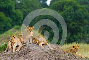 Group of young lions on the hill. National Park. Kenya. Tanzania. Masai Mara. Serengeti.