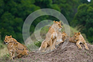 Group of young lions on the hill. National Park. Kenya. Tanzania. Masai Mara. Serengeti.