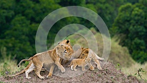 Group of young lions on the hill. National Park. Kenya. Tanzania. Masai Mara. Serengeti.