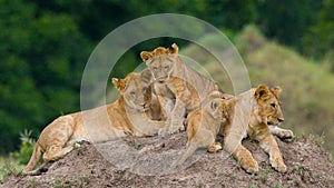 Group of young lions on the hill. National Park. Kenya. Tanzania. Masai Mara. Serengeti.