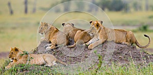 Group of young lions on the hill. National Park. Kenya. Tanzania. Masai Mara. Serengeti.