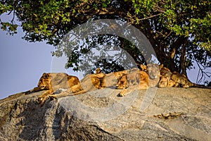 Group of young lions lying on rocks - beautiful scenery of savanna at sunset. Wildlife Safari in Serengeti National Park, Masai