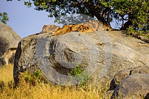 Group of young lions lying on rocks - beautiful scenery of savanna at sunset. Wildlife Safari in Serengeti National Park, Masai