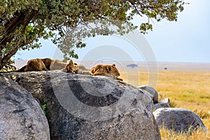 Group of young lions lying on rocks - beautiful scenery of savanna at sunset. Wildlife Safari in Serengeti National Park, Masai