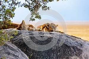 Group of young lions lying on rocks - beautiful scenery of savanna at sunset. Wildlife Safari in Serengeti National Park, Masai photo