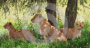 A group of young lions lying under a bush. National Park. Kenya. Tanzania. Masai Mara. Serengeti.