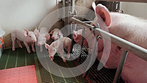 Group of young little pigs on a farm in a pigsty stand near the big sow