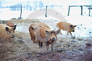 Group of young mangalitsa pigs in the winter on the snow.