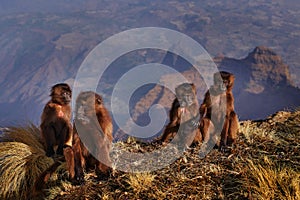 Group of young monkeys on the top of the hills. Gelada Baboon, Theropithecus gelada, Simien mountains NP, monkey behaviour, from photo