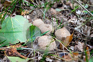 A group of young mushrooms of the genus Lycoperdon