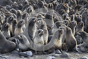 Group of young northern fur seal rookery on Bering photo