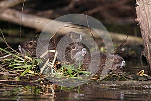 group of young nutrias on a isle