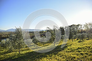 Group of young olive trees at sunset. Umbria Italy