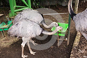 Group of young ostrich feeding from green plastic tray