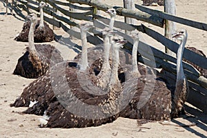 Group of young ostriches