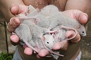 A group of young pet rats Rattus Rattus in a man`s hands