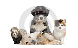 Group of young pets
