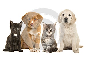 Group of young pets two sitting puppies and two sitting kittens facing the camera isolated on a white background