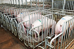 Group of young pig feeding