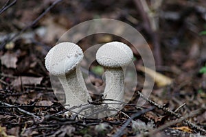 A group of young puffballs Lycoperdon perlatum. Young fruiting bodies are edible and very tasty