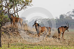 A group of young sable antelope grazing in the Kafue national pa