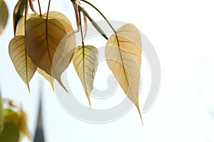 Group of young Sacred tree\'s leaves.