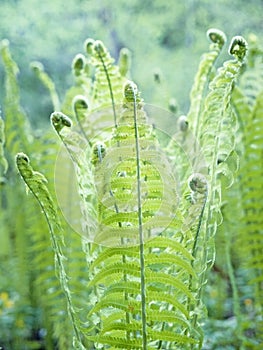 A group of young sprouts of shuttlecock fern