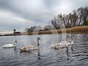 A group of young swans swimming peaceful in the water