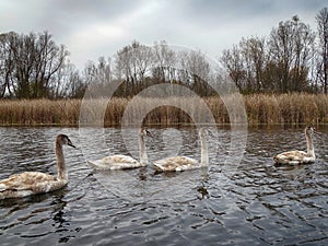 A group of young swans swimming peaceful in the water