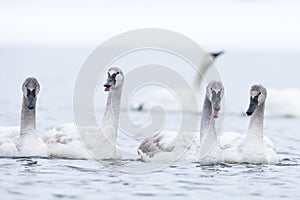 Group of young swans