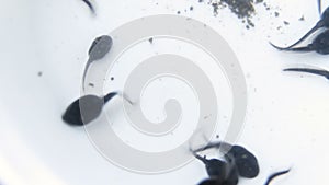 A group of young tadpoles on white background, macro shot