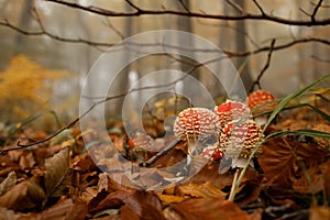 Group of young toadstools in an enchanted forest