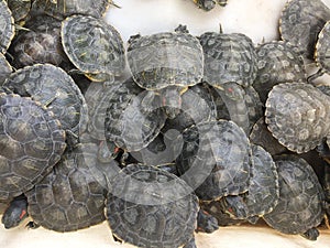 A group of young tortoises