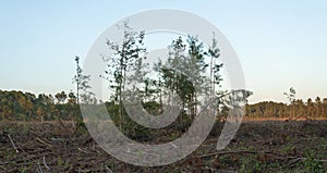 Group of young trees that survived a clear cutting logging operation