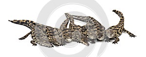 Group of Young West African slender-snouted crocodile