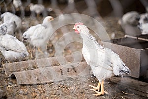 A group of young white chickens walking around the village barn