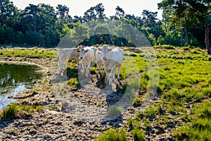 Group of young white cows looking curiously at the photographer