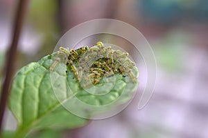 Group of young worms on mints leaf