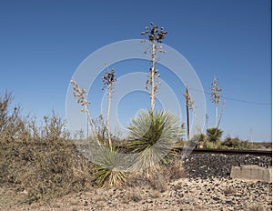 Group of Yucca along a railroad track alongside Highway 90 outside Marfa, Texas.