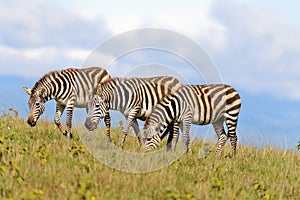 Group of Zebra